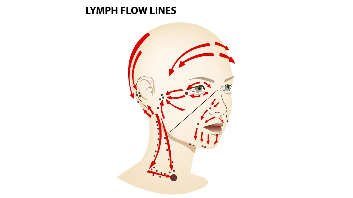 lymphatic drainage points on the face diagram